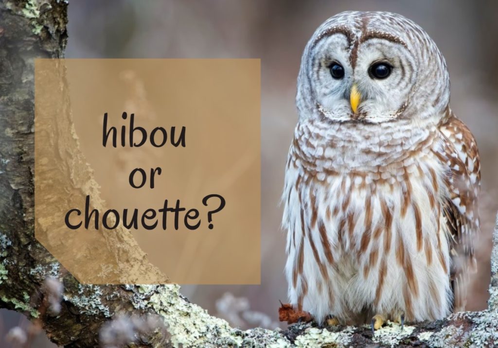 the-difference-between-hibou-and-chouette-how-to-say-owl-in-french